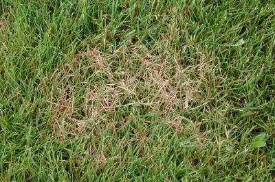 Red Thread [Turfgrass] (Laetisaria fuciformis)-Hort Answers ...