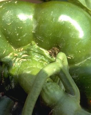 European corn earmworm hole in pepper.