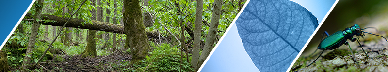 Emerald Ash Borer