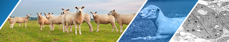 Animal Related Career Summer Intensive
