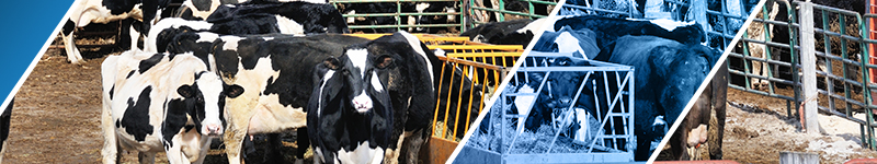 Animal Mortality Composting Workshop