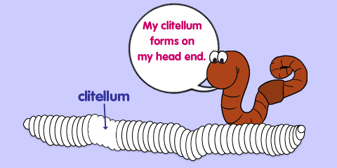 My clitellum forms on my head end.