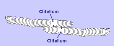 How I Reproduce, The Adventures of Herman the Worm