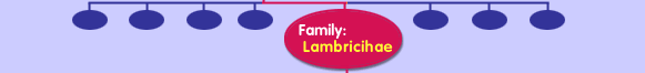 Family Lambricihae