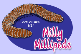 Milly Millipede