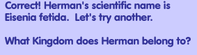 What kingdom does Herman belong to?