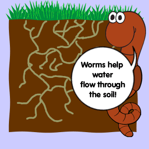 Worms help water flow through the soil.