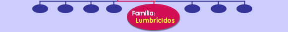 Familia: Lumbrícidos