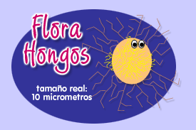 Flora Hongos